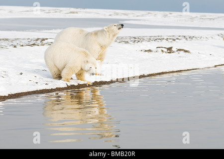 Les ours polaires Ursus maritimus sèment avec un petit de 2 ans traînent sur une île barrière au début de l'automne de l'île Barter, en Alaska Banque D'Images