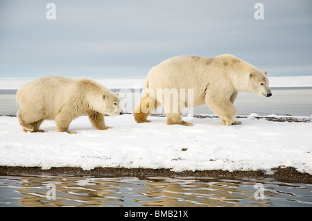 Les ours polaires Ursus maritimus sèment avec une promenade de petits de 2 ans le long d'une île barrière à la recherche de nourriture pendant le gel d'automne, Alaska Banque D'Images