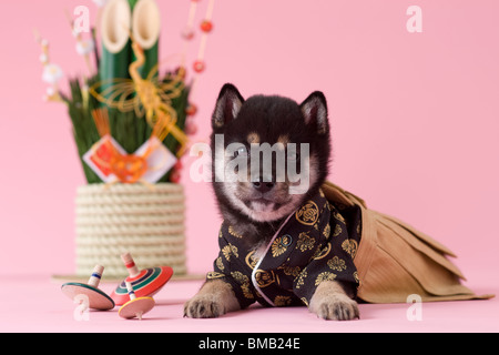 Chiot Shiba et célébration du Nouvel An japonais Banque D'Images