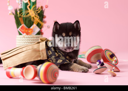 Chiot Shiba et célébration du Nouvel An japonais Banque D'Images