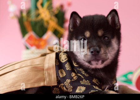 Chiot Shiba et célébration du Nouvel An japonais Banque D'Images