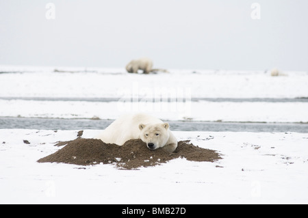 Ours polaire l'ours Ursus maritimus repose dans un lit confortable creusé le long de Bernard Spit Alaska Banque D'Images