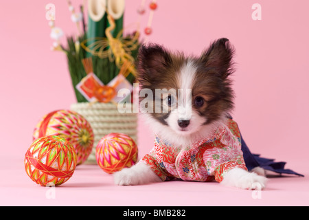 Chiot Papillon et célébration du Nouvel An japonais Banque D'Images