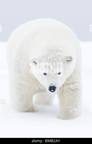 Un gros plan d'un ours polaire Ursus maritimus curieux jeune ours le long d'une île barrière pendant l'automne geler Bernard Spit Alaska Banque D'Images