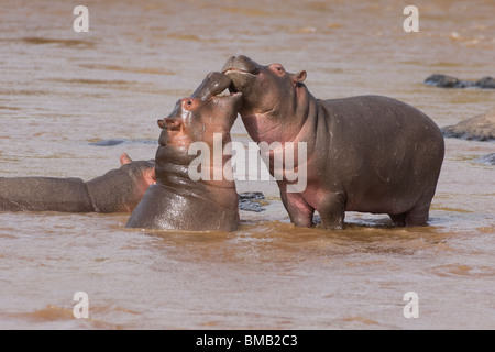 Hippopotame bébé jouant dans l'eau, l'Hippopotamus amphibius, Kenya, Afrique de l'Est Banque D'Images