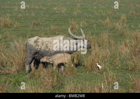 Buffle d'Asie sauvage allaitant son petit, Bubalus arnee, Inde Banque D'Images