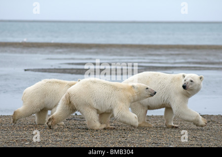 Ours polaires Ursus maritimus avec deux oursons le long de la côte arctique de l'Alaska en automne Banque D'Images