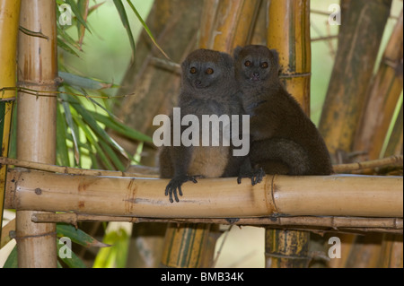 Moins de l'hapalémur gris aussi connu sous le nom de hapalémur gris ou lémurien doux (Hapalemur griseus), Madagascar Banque D'Images