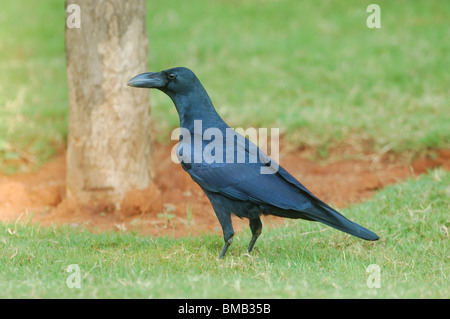 Jungle Crow (Corvus macrorhynchos) (alias Corbeau à gros bec) dans la banlieue de Bangalore, en Inde. Octobre 2005. Banque D'Images