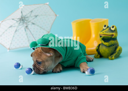 Bouledogue français chiot et saison des pluies Banque D'Images