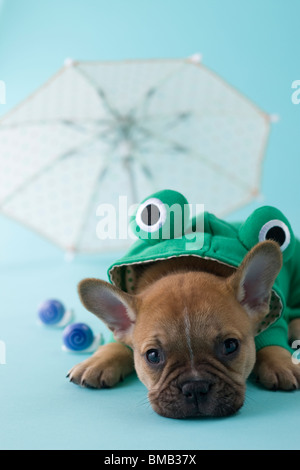 Bouledogue français chiot et saison des pluies Banque D'Images