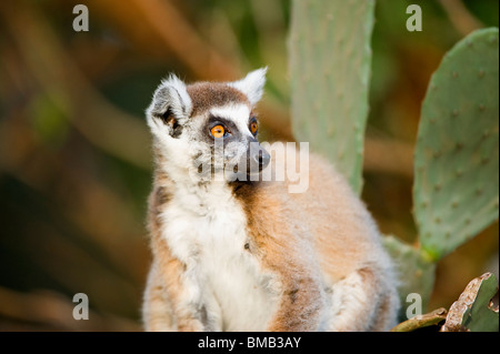 Untitled Document (Lemur catta) sur la figue, la réserve naturelle de Berenty, Madagascar Banque D'Images