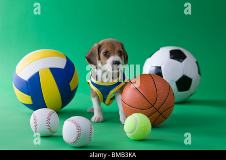 Chiot Beagle et Sports Banque D'Images