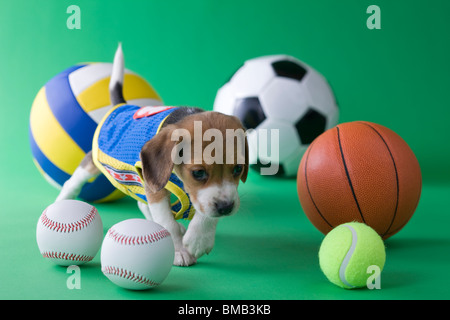 Chiot Beagle et Sports Banque D'Images