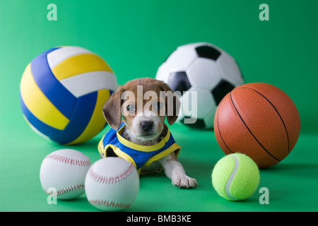 Chiot Beagle et Sports Banque D'Images