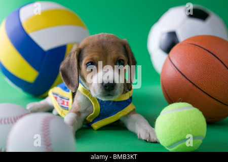 Chiot Beagle et Sports Banque D'Images