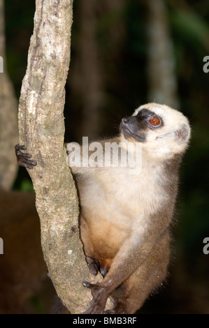 Lémurien brun rieuses également connu sous le nom de lémurien à tête blanche (Eulemur albifrons) femmes, Madagascar Banque D'Images