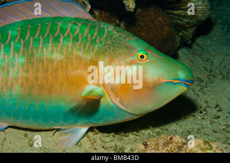 Rusty poisson perroquet (Scarus ferrugineus) Banque D'Images