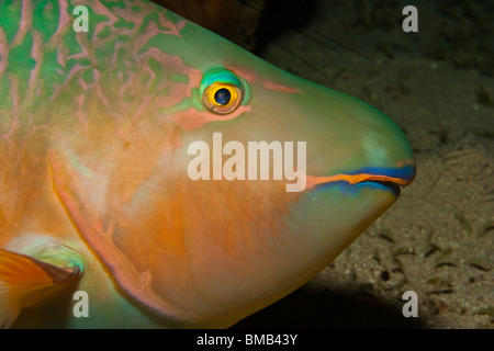 Rusty poisson perroquet (Scarus ferrugineus) Banque D'Images