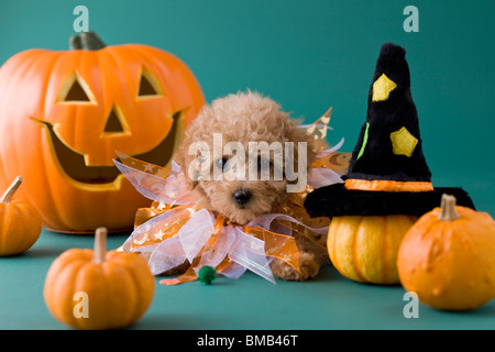 Chiot caniche Toy et à l'Halloween Banque D'Images