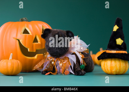 Bouledogue français chiot et à l'Halloween Banque D'Images