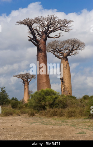 Le Baobab (Adansonia grandidieri), Morondava, Madagascar Banque D'Images