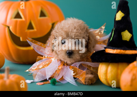 Chiot caniche Toy et à l'Halloween Banque D'Images