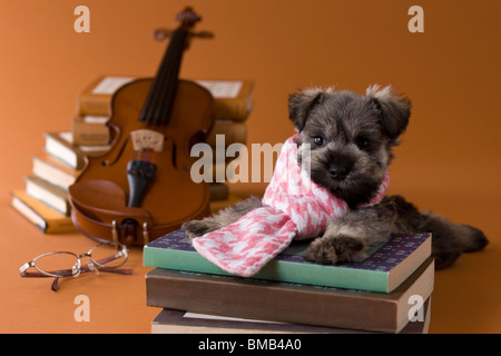 Chiot Schnauzer nain et de l'Art Banque D'Images