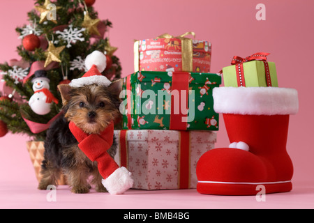 Chiot Yorkshire Terrier et Noël Banque D'Images