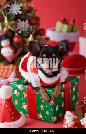 Chihuahua chiot et Noël Banque D'Images