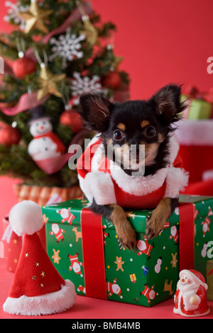 Chihuahua chiot et Noël Banque D'Images