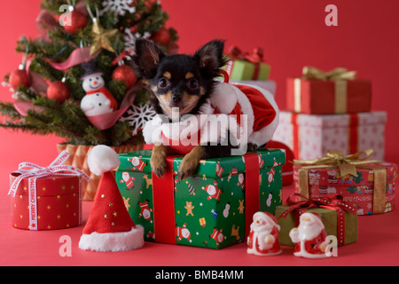 Chihuahua chiot et Noël Banque D'Images