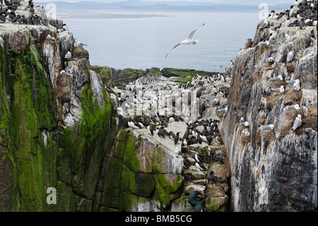 Colonie d'oiseaux sur l'île de base, l'une des îles Farne au large de la côte de Northumberland Banque D'Images