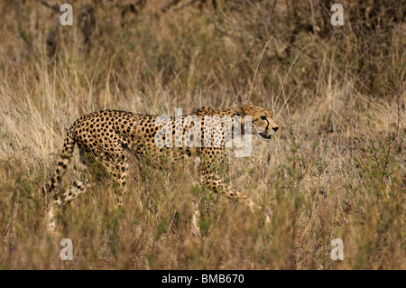 Le Guépard (Acinonyx jubatus), Samburu et Buffalo Springs National Reserve, Kenya Banque D'Images