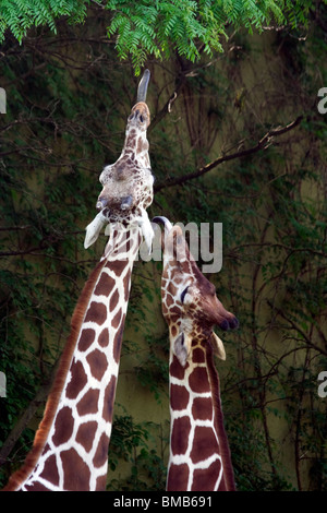 La Girafe (Giraffa camelopardalis). Brookfield Zoo Banque D'Images