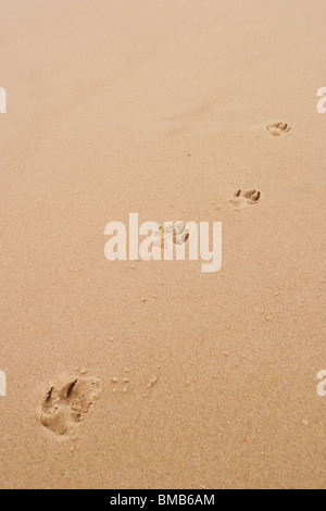 Empreintes de pattes de chien dans le sable Banque D'Images