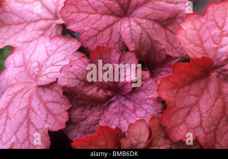 Heuchera 'Georgia Peach', fleur de corail, le feuillage des plantes de jardin plantes de couleur rose pêche feuille feuilles heucheras Banque D'Images