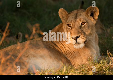 Close-up photo soleil visage femelle des profils lion, yeux brillants, lionne couchée dans l'herbe en regardant les yeux d'or en Afrique Botswana Delta de l'Okavango Banque D'Images