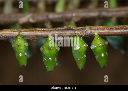 Chrysalide (Chrysalis), Projet Kipepeo Butterfly Farm, d'Arabuko Sokoke, Watamu, Kenya Banque D'Images