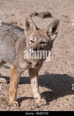 Renard du désert, désert d'Atacama, Chili Banque D'Images