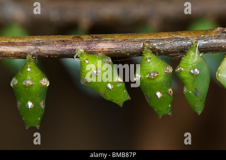 Chrysalide (Chrysalis), Projet Kipepeo Butterfly Farm, d'Arabuko Sokoke, Watamu, Kenya Banque D'Images