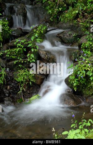 Olakkayam elanjippara de petit ruisseau Cascade de thrissur, Kerala, Inde, Asie Banque D'Images