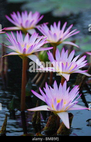 Water Lily dans l'eau avec une belle couleur rose. Banque D'Images