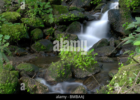 Olakkayam elanjippara,cascade de thrissur kerala,Inde,asia Banque D'Images