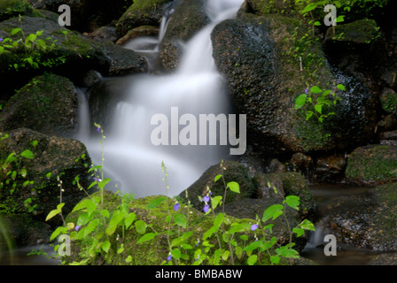 Olakkayam elanjippara,cascade de thrissur kerala,Inde,asia Banque D'Images