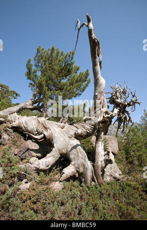 Un pin de Corse sur le chemin jusqu'au Cirque de la solitude de haut Asco Banque D'Images