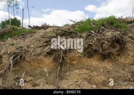 La pourriture en décomposition,arbre,euro,,direction des branches,stump.clay,sol,dump.exposés,root,plant Banque D'Images