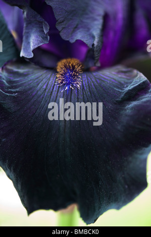 Tall Bearded Iris 'interpol' Fleur Banque D'Images