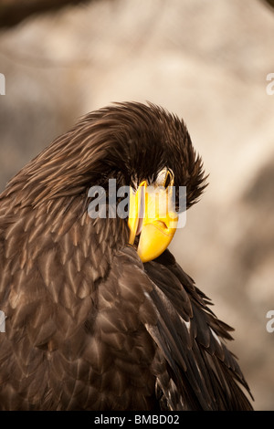 Les aigles dirigent, eagle dans son environnement naturel Banque D'Images