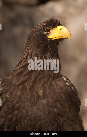 Les aigles dirigent, eagle dans son environnement naturel Banque D'Images